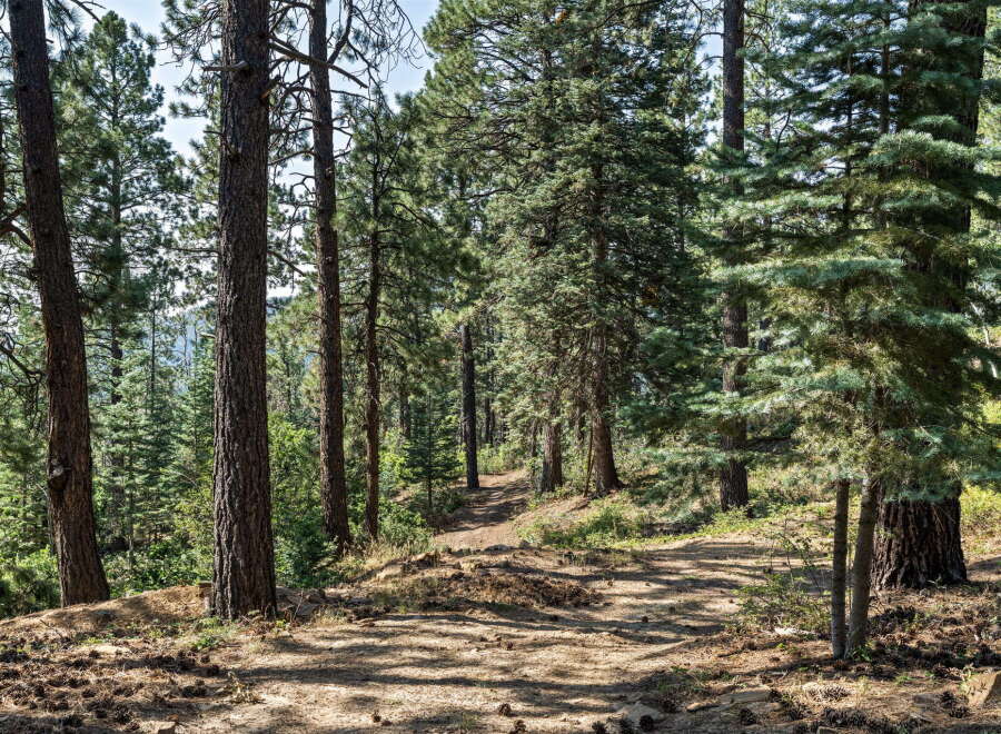 Discover your dream home nestled within a serene pine forest, offering a tranquil escape from the everyday.