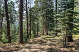 Discover your dream home nestled within a serene pine forest, offering a tranquil escape from the everyday.