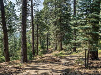 Discover your dream home nestled within a serene pine forest, offering a tranquil escape from the everyday.