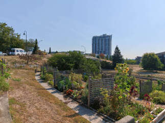 Discover urban gardening at its finest with this vibrant community garden, featuring individual plots with wooden trellises perfect for climbing plants.