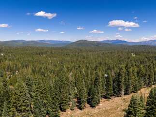 Discover an expansive forested landscape offering a serene retreat with distant mountain views.