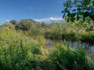 Discover a serene natural landscape with a tranquil stream winding through lush greenery and vibrant wildflowers.