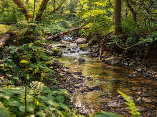 Discover a serene natural retreat with this stunning property, featuring a babbling brook winding through lush greenery and mature trees.