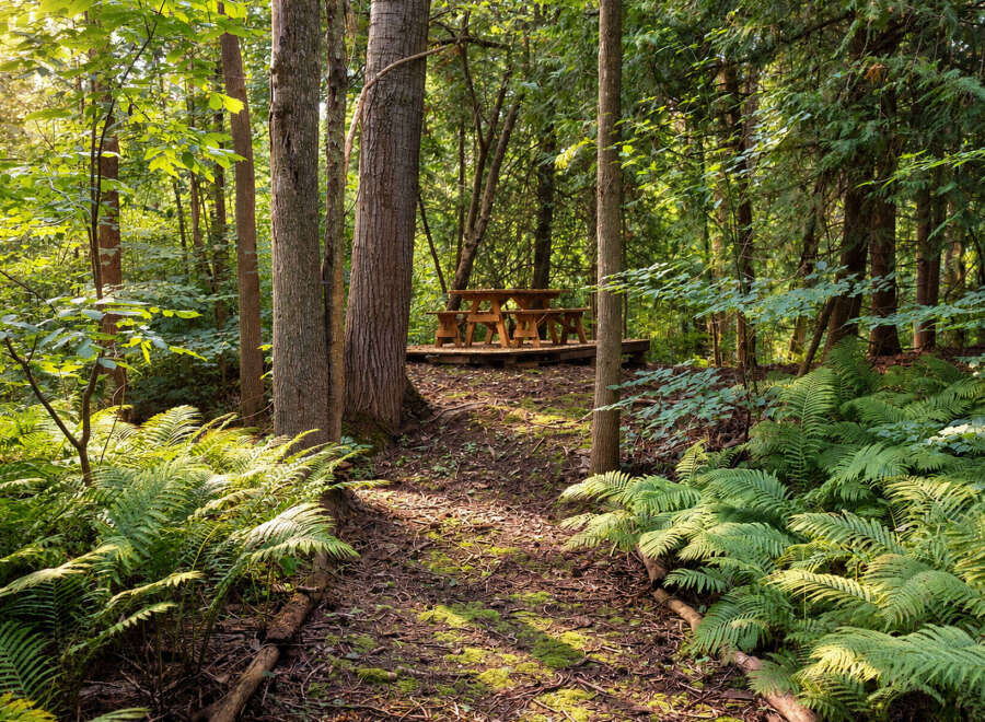 Discover a serene escape with this charming picnic area nestled within a lush forest.