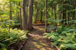 Discover a serene escape with this charming picnic area nestled within a lush forest.