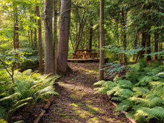 Discover a serene escape with this charming picnic area nestled within a lush forest.