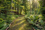 Discover a serene escape with this enchanting forest path, bathed in dappled sunlight.
