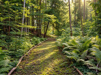 Discover a serene escape with this enchanting forest path, bathed in dappled sunlight.