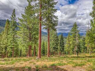 Escape to this stunning mountain retreat, surrounded by majestic pine trees and breathtaking natural beauty.