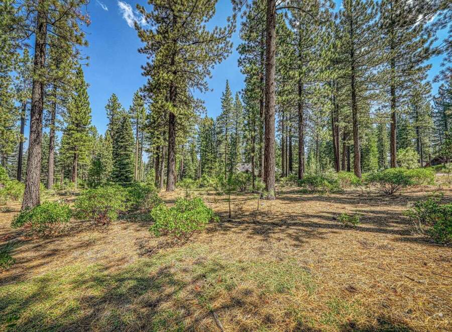 Nestled within a serene pine forest, this property offers a tranquil escape surrounded by mature trees and lush green undergrowth.