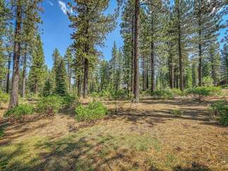 Nestled within a serene pine forest, this property offers a tranquil escape surrounded by mature trees and lush green undergrowth.