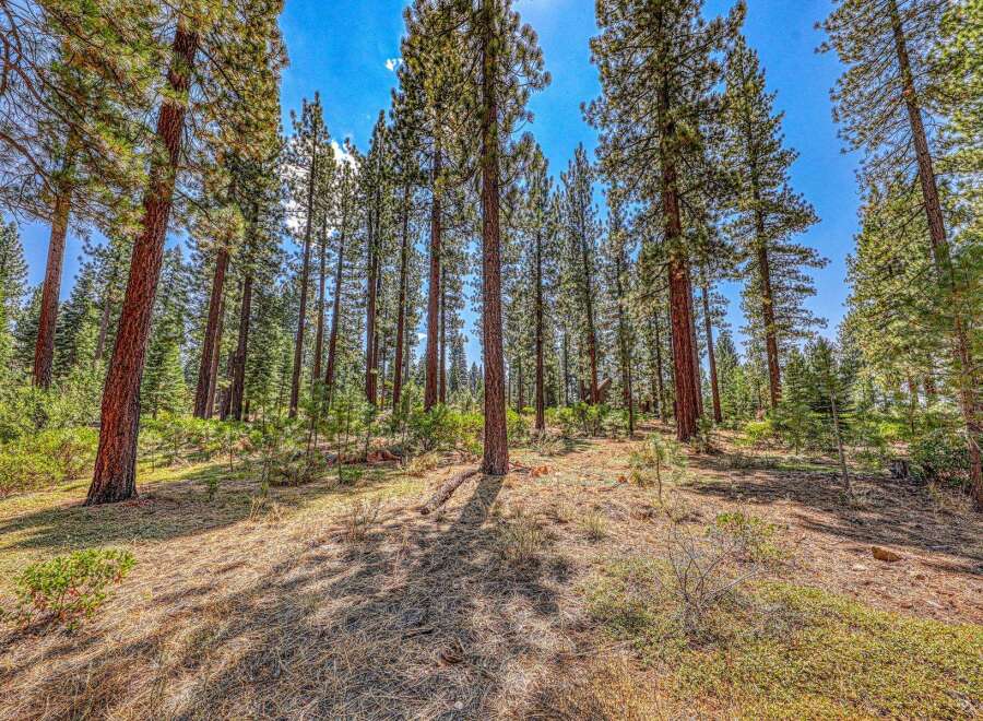 Experience the serene beauty of this stunning forest property, featuring towering pine trees and lush green undergrowth.