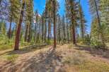 Experience the serene beauty of this stunning forest property, featuring towering pine trees and lush green undergrowth.