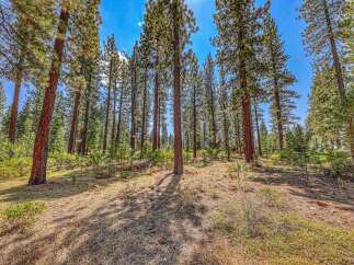 Experience the serene beauty of this stunning forest property, featuring towering pine trees and lush green undergrowth.