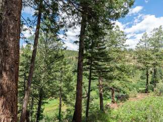 Nestled amongst towering pine trees, this property offers a serene and private retreat with breathtaking natural beauty.