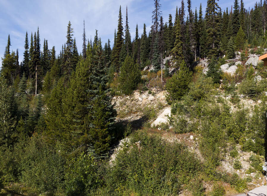 Nestled amidst a lush evergreen forest, this property offers a serene mountain retreat.