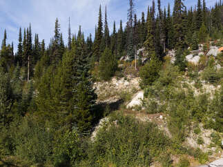 Nestled amidst a lush evergreen forest, this property offers a serene mountain retreat.