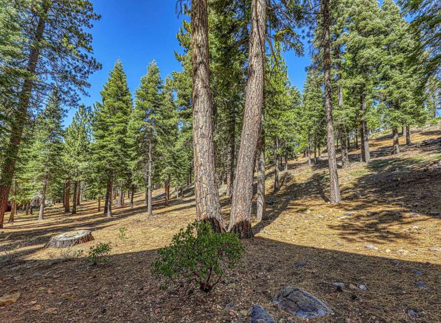 Discover a serene forest setting perfect for your dream home or a peaceful retreat.