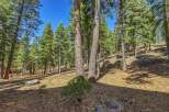Discover a serene forest setting perfect for your dream home or a peaceful retreat.