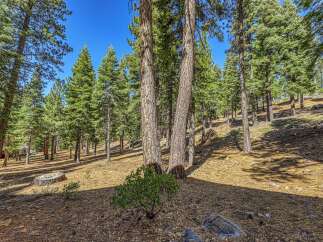 Discover a serene forest setting perfect for your dream home or a peaceful retreat.