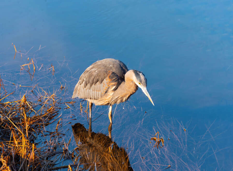 Experience the tranquility of nature with this stunning waterfront property, perfect for birdwatching enthusiasts.