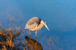 Experience the tranquility of nature with this stunning waterfront property, perfect for birdwatching enthusiasts.