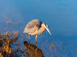 Experience the tranquility of nature with this stunning waterfront property, perfect for birdwatching enthusiasts.