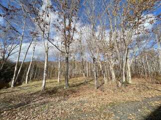 Experience the beauty of autumn with this stunning wooded lot, perfect for building your dream home or a serene getaway.