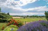 Experience serene country living with this stunning property, boasting vibrant red roses and fragrant lavender in the foreground.