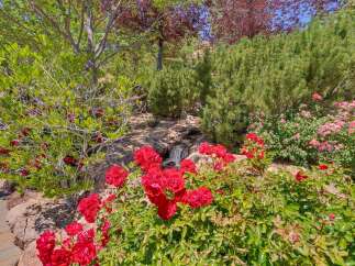Discover a lush, vibrant garden oasis featuring a charming water feature and a profusion of blooming red and pink roses.