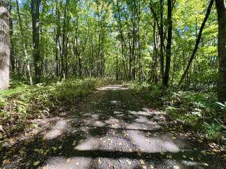 Discover a serene escape with this charming forest path, perfect for nature lovers and outdoor enthusiasts.