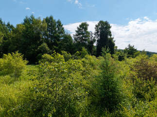 Discover a serene natural landscape, perfect for those seeking tranquility and a connection with nature.