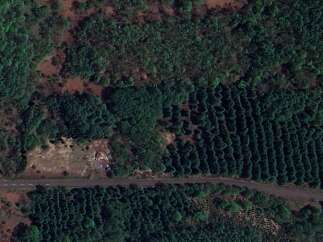 Discover a unique opportunity with this aerial view showcasing a property nestled between dense forest and meticulously maintained rows of trees, possibly a plantation or orchard.