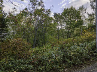 Experience the vibrant beauty of autumn with this stunning property, nestled amidst a colorful display of fall foliage.