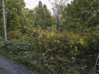 Discover the serene beauty of autumn with this property, surrounded by vibrant fall foliage and lush greenery.