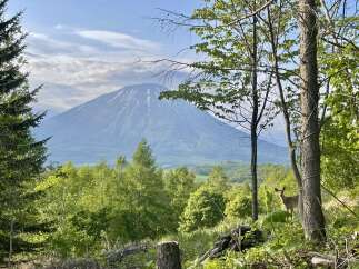 Experience breathtaking natural beauty from this property, featuring a majestic mountain vista and lush green surroundings.