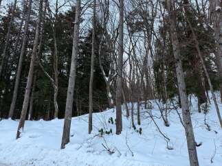 Discover the serene beauty of this winter wonderland, perfect for a secluded retreat or a year-round home.