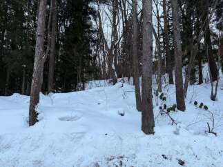 Experience the serene beauty of winter with this picturesque snow-covered landscape, perfect for a cozy cabin retreat or a peaceful getaway.