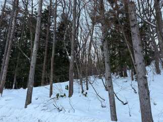 Experience the serene beauty of a winter wonderland with this stunning property nestled amidst a snow-covered forest.