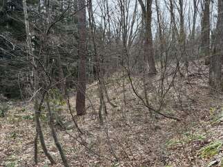 Discover a serene natural setting with this property, featuring a lush forest floor covered in fallen leaves and scattered rocks.