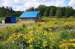 Escape to this charming countryside home, nestled amidst a vibrant meadow bursting with yellow wildflowers.