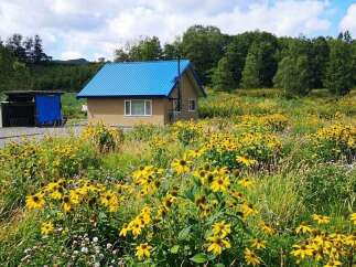 Escape to this charming countryside home, nestled amidst a vibrant meadow bursting with yellow wildflowers.