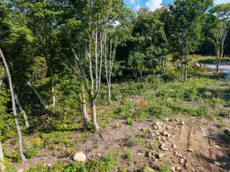 Discover this picturesque wooded lot, perfect for building your dream home or a serene getaway.