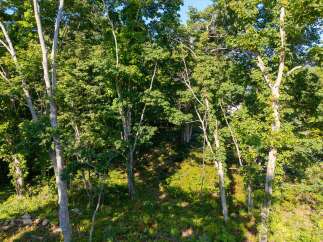 Discover a serene natural setting with this lush, tree-filled landscape.