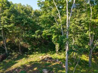 Discover the natural beauty of this property, featuring a lush forest with mature trees and vibrant greenery.