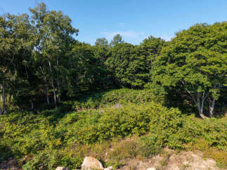 Discover a serene natural landscape perfect for your dream home or retreat.