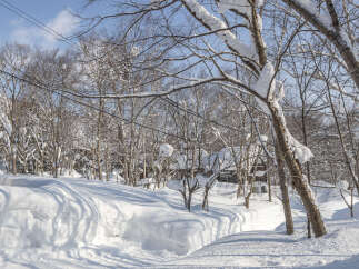 Experience the serene beauty of a winter wonderland with this stunning property nestled amidst snow-covered trees.