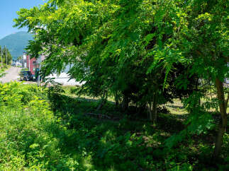 Discover this charming property nestled in a serene, tree-lined neighborhood, offering a peaceful retreat from the everyday hustle.