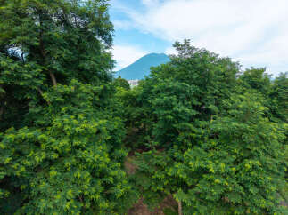 Discover a serene escape with lush greenery framing a majestic mountain view.