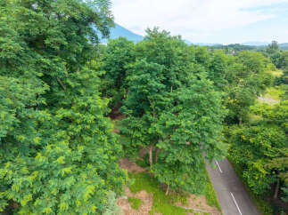 Discover a serene retreat surrounded by lush greenery and mature trees, offering a tranquil escape from the everyday.